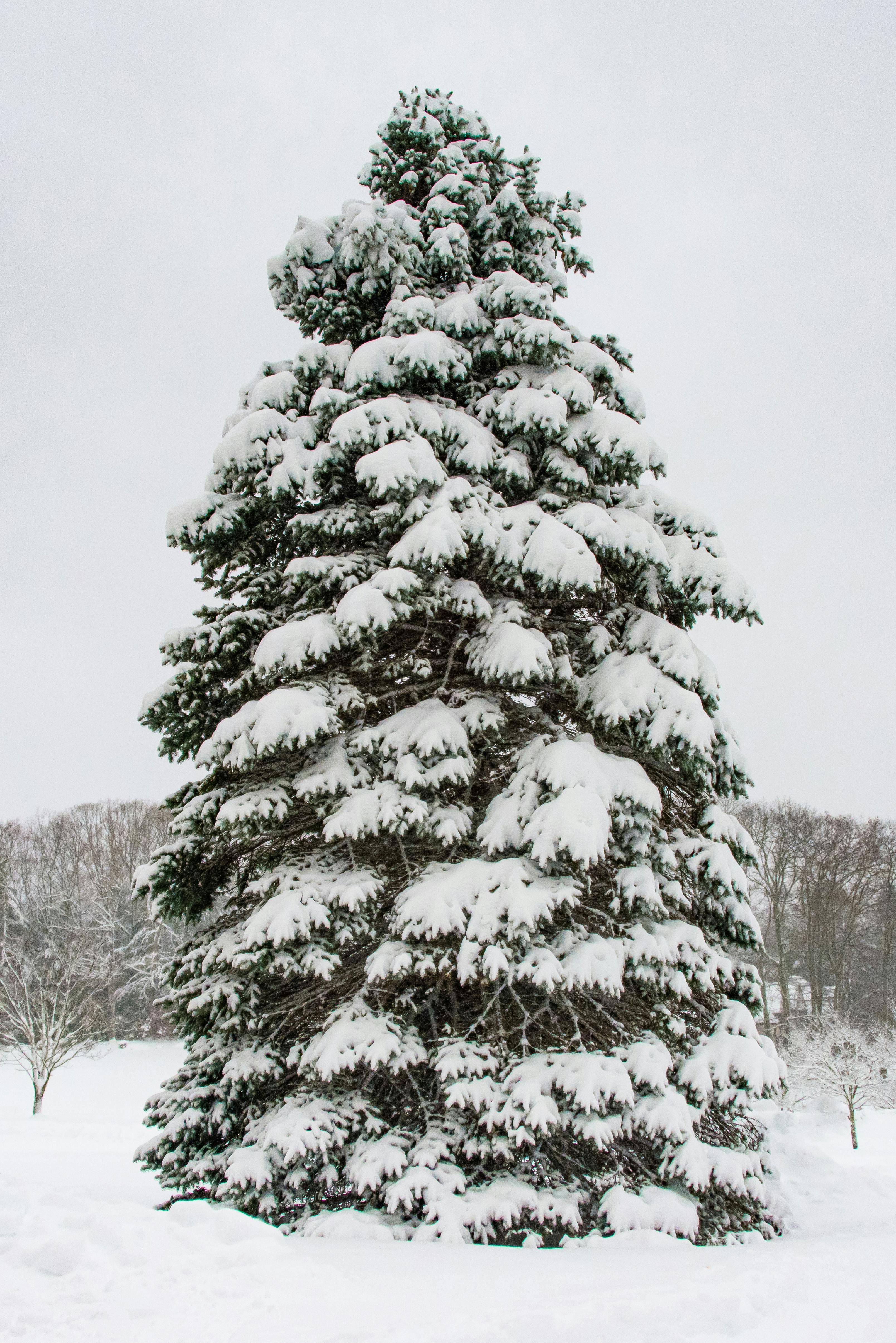 Image of Pine tree covered in snow free to use