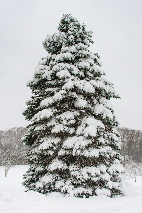 Free Snow Covered Pine Tree Stock Photo