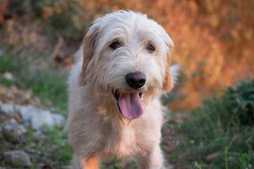 Close Up Photo of White Furry Dog