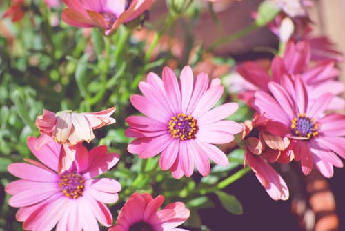 Ücretsiz Pembe çiçeklerin Yakın Görünümü Stok Fotoğraflar