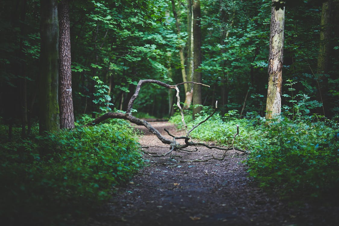 Free Forest path Stock Photo