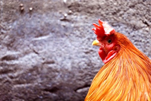 公雞, 家禽, 橙子 的 免费素材图片
