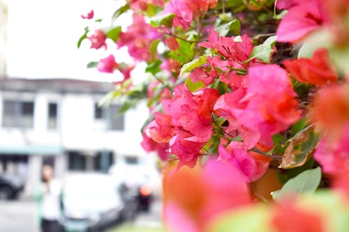 Foto profissional grátis de buquê, cor-de-rosa, flores