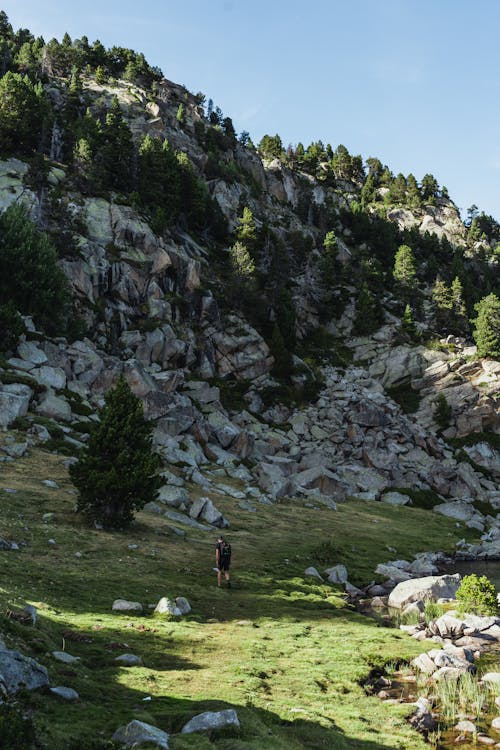 Back view of unrecognizable traveler walking on grassy slope near rough rocky mountain with lush coniferous trees during hiking trip against cloudless blue sky