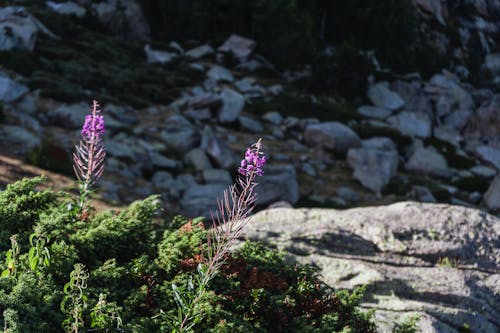 山岳地帯の石の近くに生えている野花