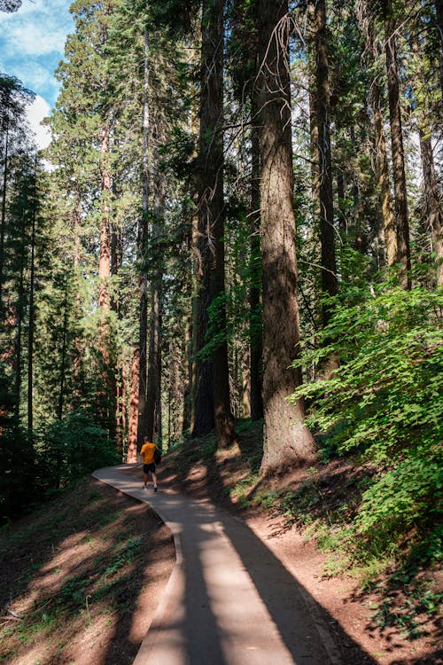 Free Anonymous traveler walking on narrow path in forest Stock Photo