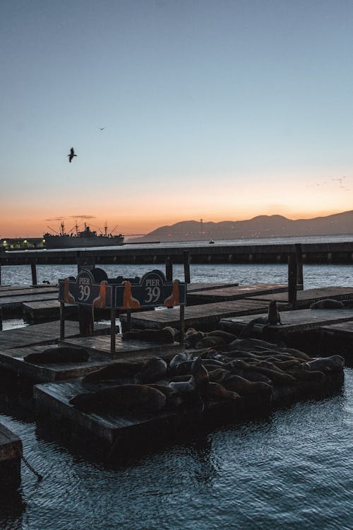 Sea lions on wooden pier against sunset sky
