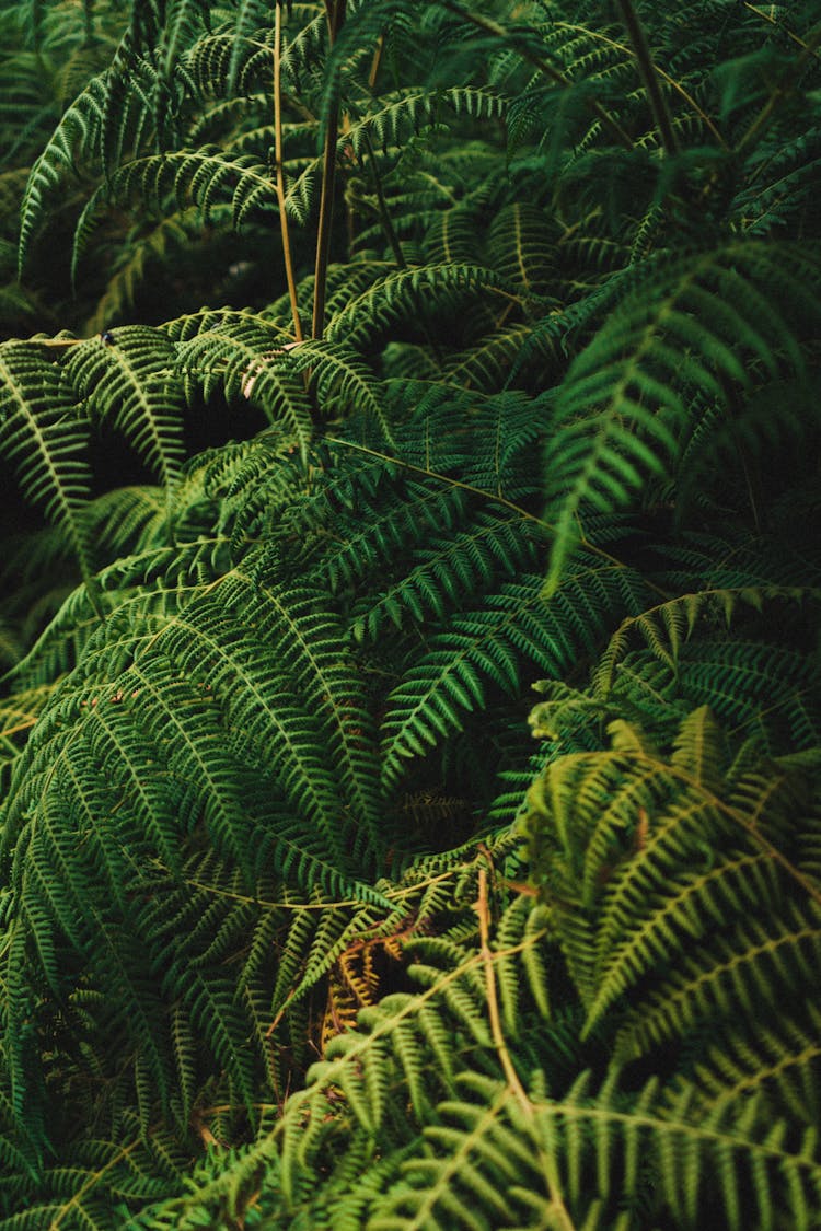 Lush Green Fern Leaves Growing In Forest