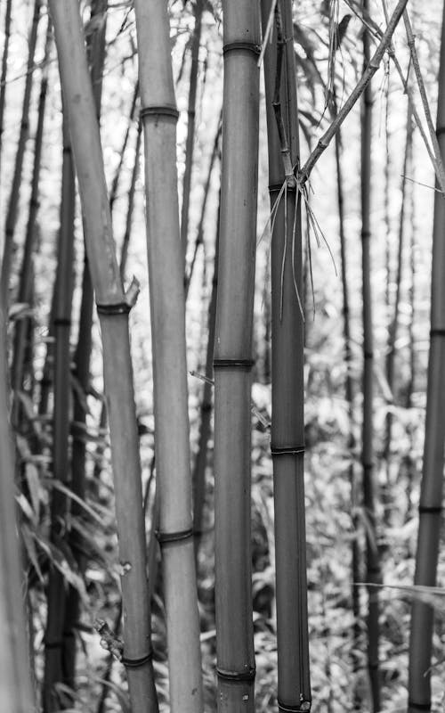 Bamboo trees growing in forest in sunlight