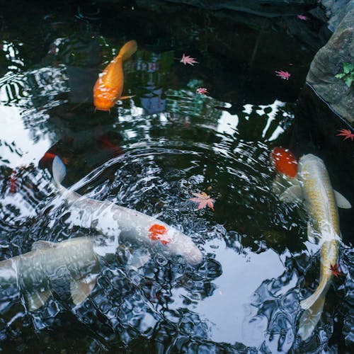 Koi Fishes on Water Pond 