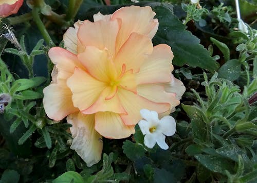 Foto d'estoc gratuïta de begonia, flor, floral