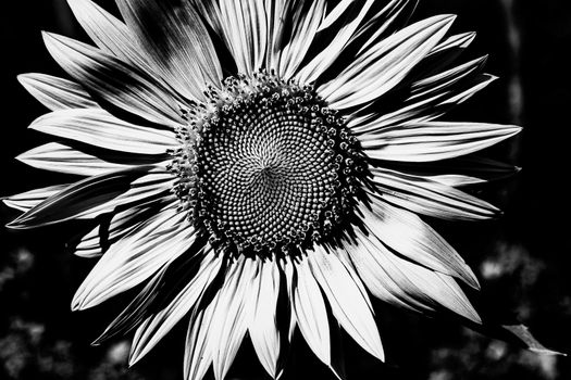 Monochrome close-up photo of a sunflower highlighting its intricate petals and seeds.
