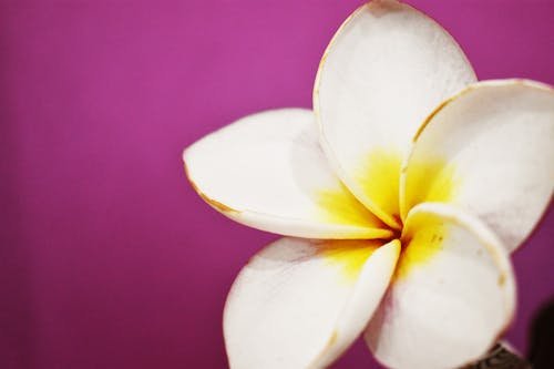 Foto d'estoc gratuïta de flor, flor bonica, frangipani