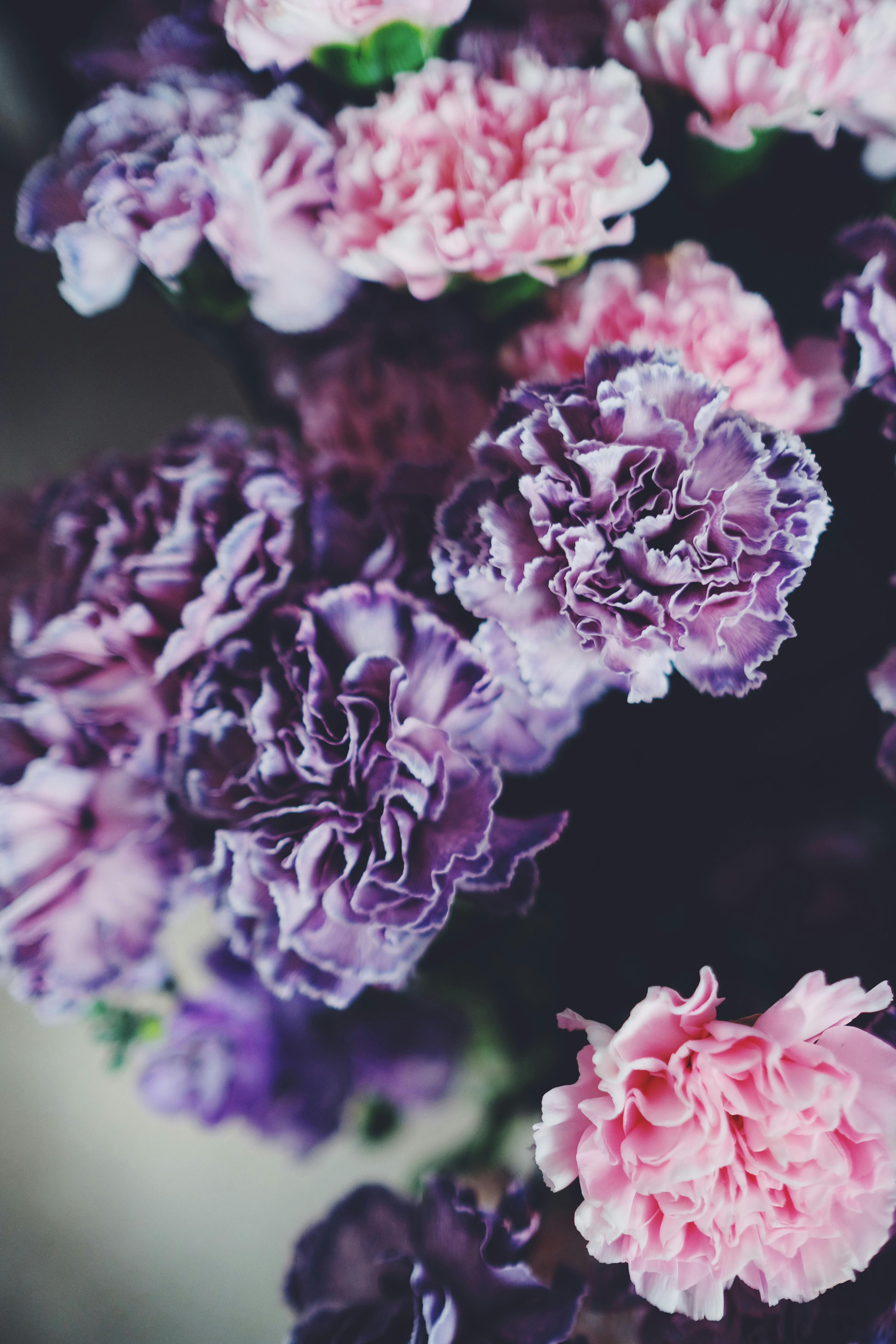 Beautiful Pink and Purple Flowers · Free Stock Photo
