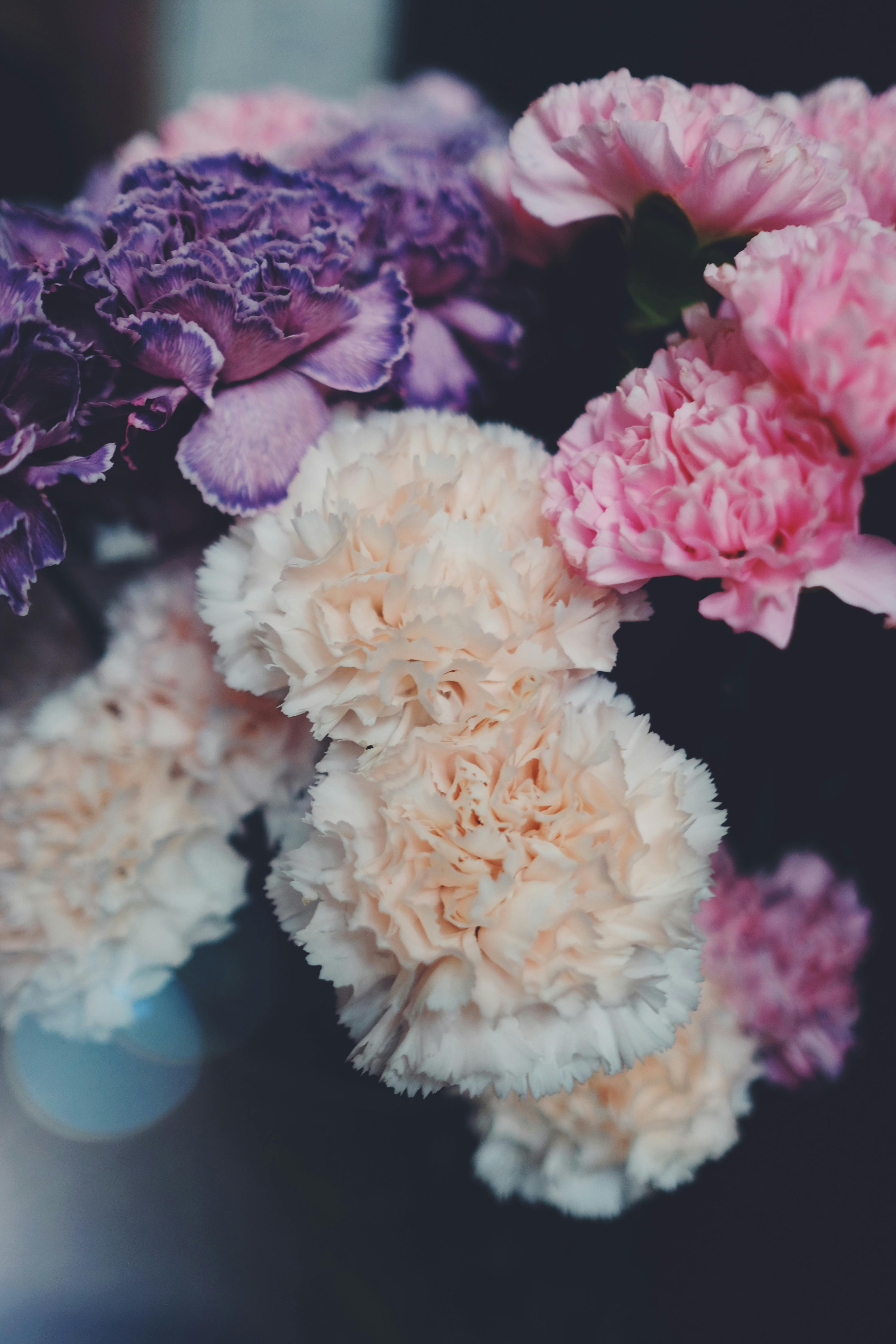 [ColoSach]-vibrant-carnations-in-various-colors-captured-in-soft-focus,-highlighting-their-delicate-texture.