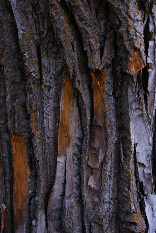 Foto d'estoc gratuïta de arbre, escorça, escorça d'arbre