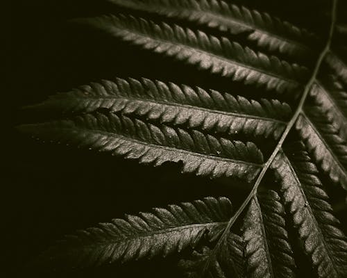 Бесплатное стоковое фото с зеленый, листья папоротника, темно-зеленые листья