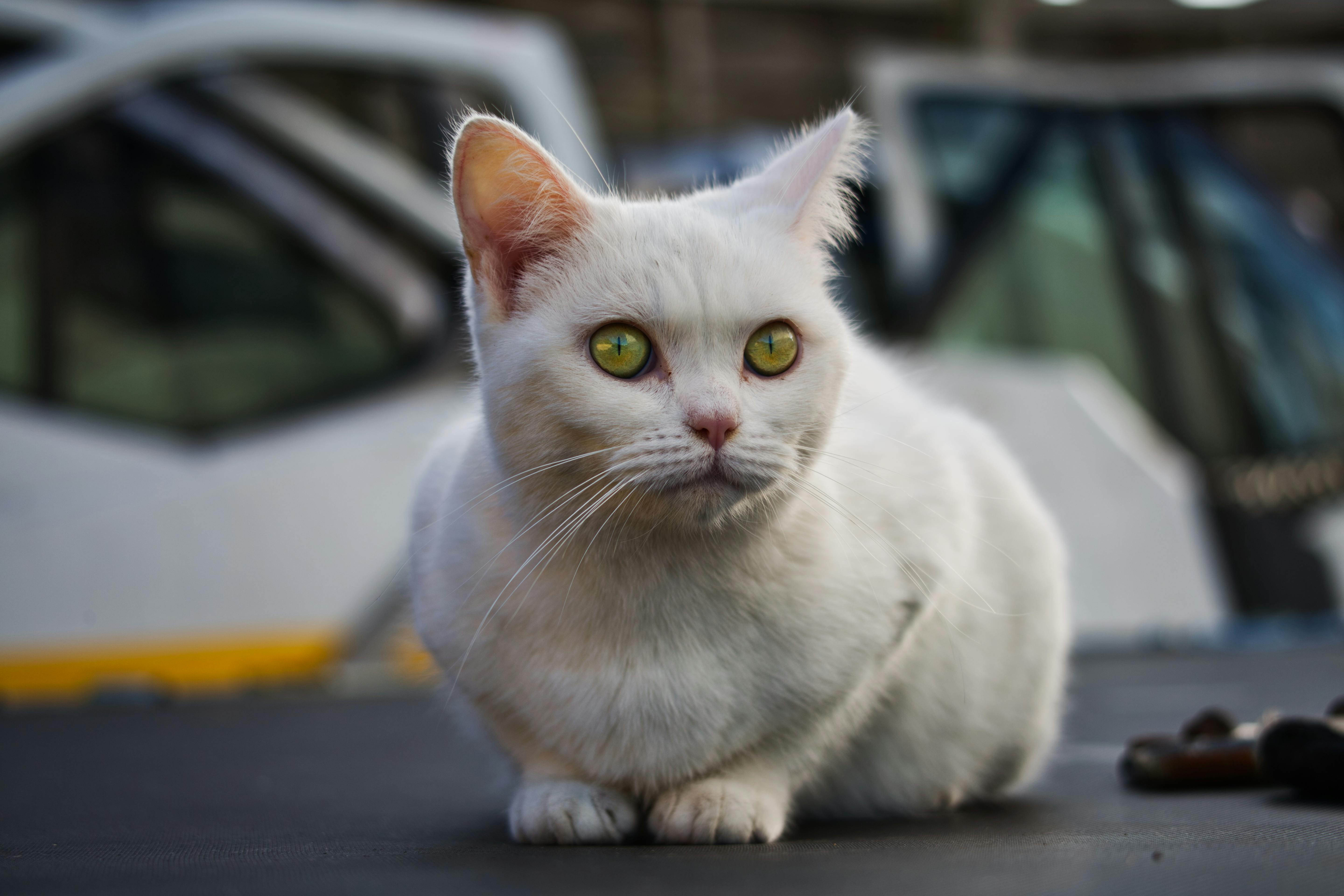 Close Up Photo of White Cat · Free Stock Photo