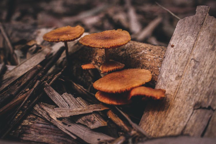 Brown Mushrooms Growing On Brown Tree Trunk