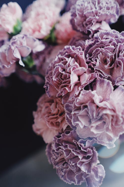 bezplatná Základová fotografie zdarma na téma flóra, jemný, krásné květiny Základová fotografie