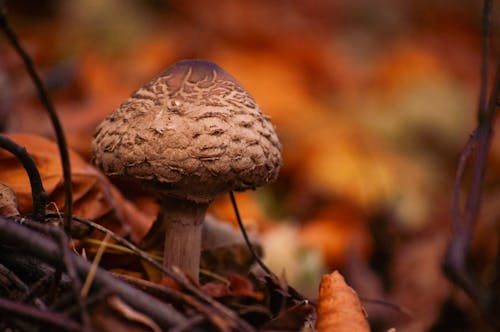 Brown Mushroom in Tilt Shift Lens