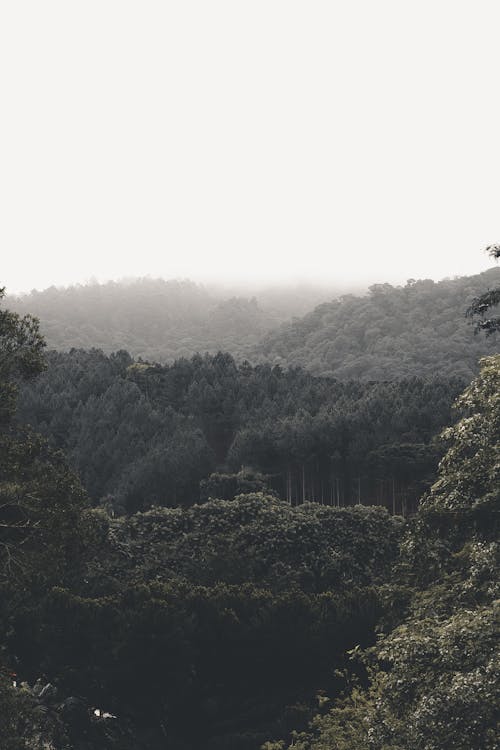 Aerial Photography of Forest under the Sky