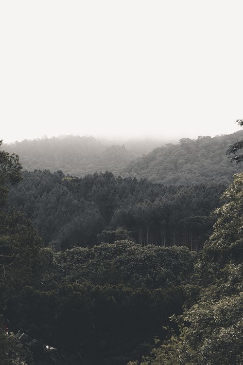 Free Serene aerial view of a misty forest with layers of dense trees under a cloudy sky. Stock Photo