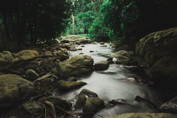 Rapid Rocky Brook Streaming Through Green Forest