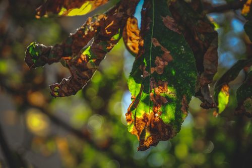 Free Wither leaf of plant growing against blurred branches with green leaves in autumn day Stock Photo