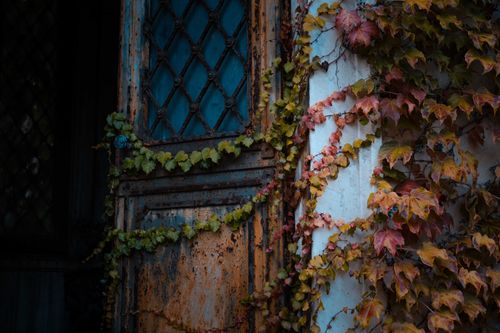 Free Low angle of weathered aged building with corroded shabby door with peeled paint covered with ivy Stock Photo