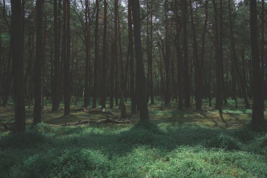 Lush green pine forest in spring, showcasing natural beauty and tranquility.