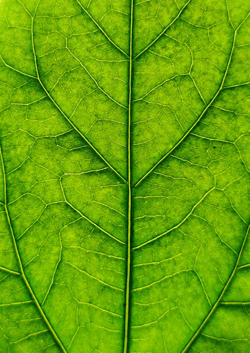 Free Kostenloses Stock Foto zu chlorophyll, extreme nahaufnahme, grünes blatt Stock Photo