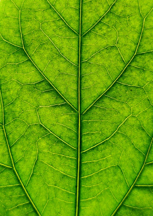 Kostenlos Kostenloses Stock Foto zu chlorophyll, extreme nahaufnahme, grünes blatt Stock-Foto