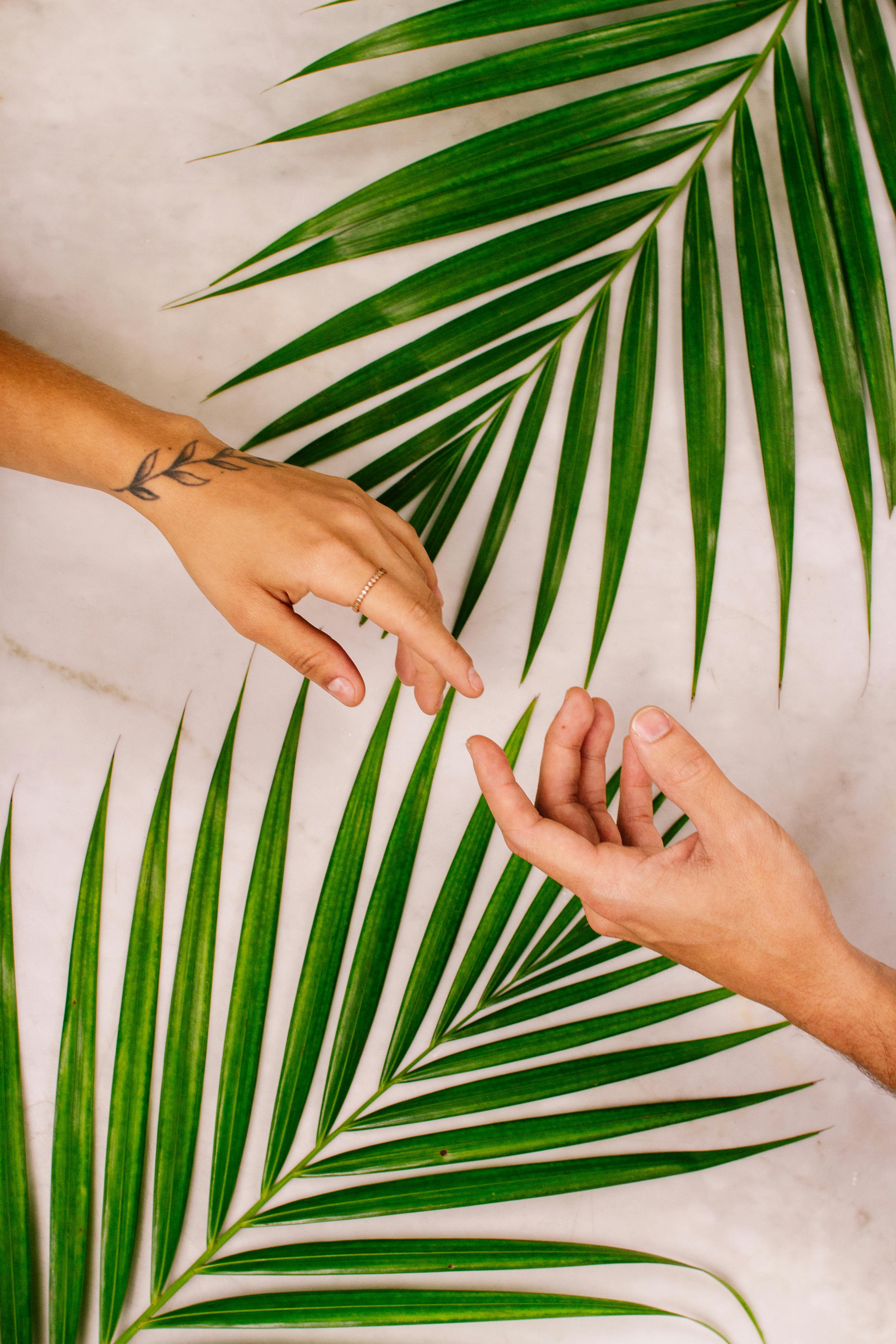 Close-up of two hands reaching over palm leaves on a white surface. One hand has a tattoo.