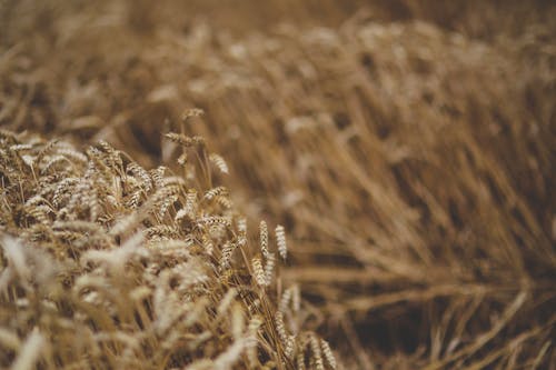 小麥, 田, 移動 的 免費圖庫相片