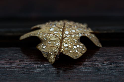 Close Up Photo of Brown Leaf with Water Droplets