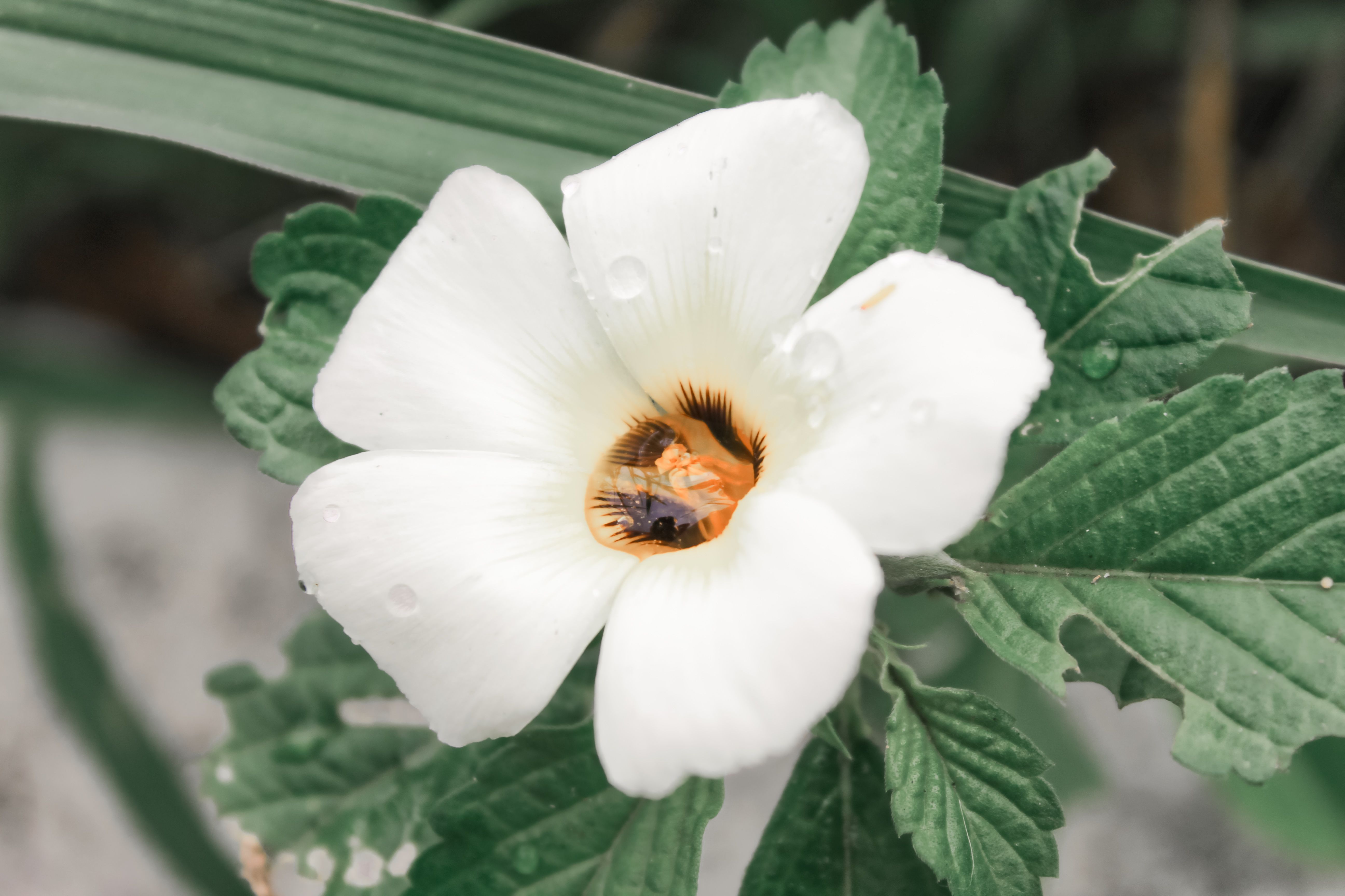 Close Up Photo of White Flower with Yellow Stigma · Free Stock Photo