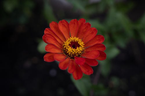 Free Red Dhalia Flower in a Garden  Stock Photo