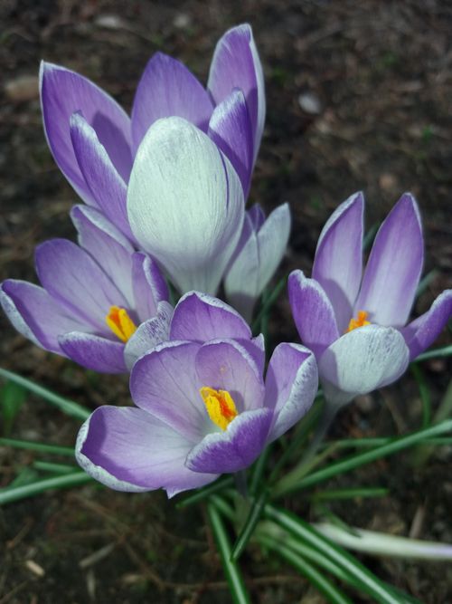 Free Stunning close-up of purple crocuses blooming outdoors, capturing their delicate petals and vibrant colors. Stock Photo