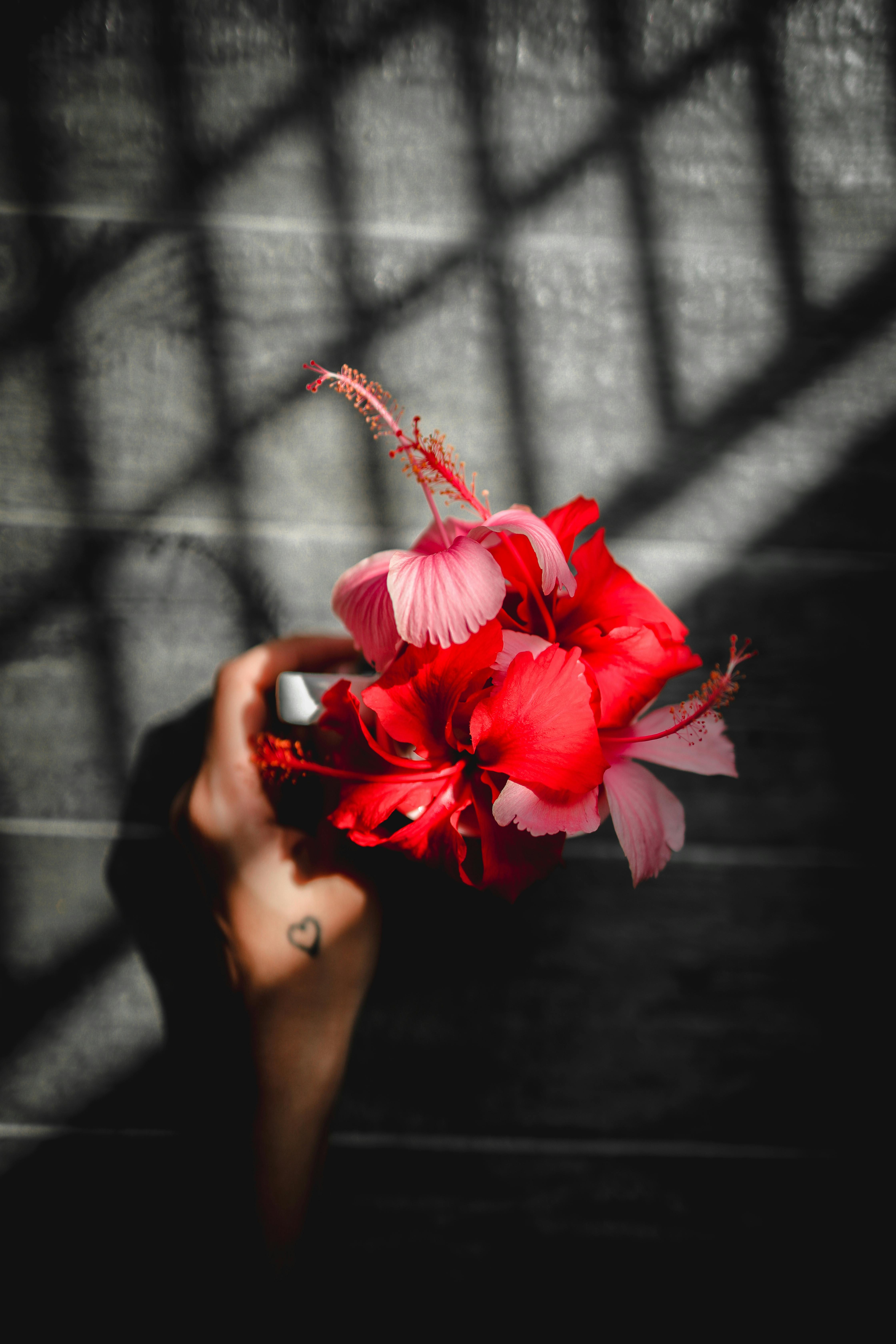 A woman's hand holding a red hibiscus flower against a textured surface with dramatic shadows.