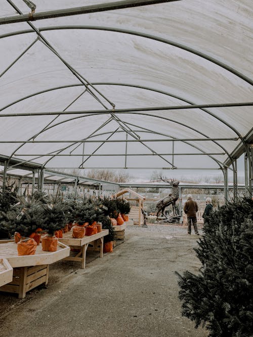 Free Roofed Christmas trees market in greenhouse Stock Photo