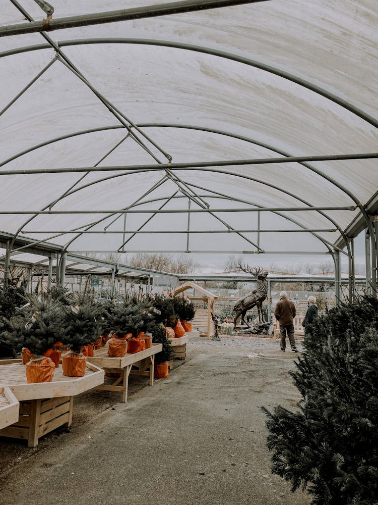 Roofed Christmas Trees Market In Greenhouse