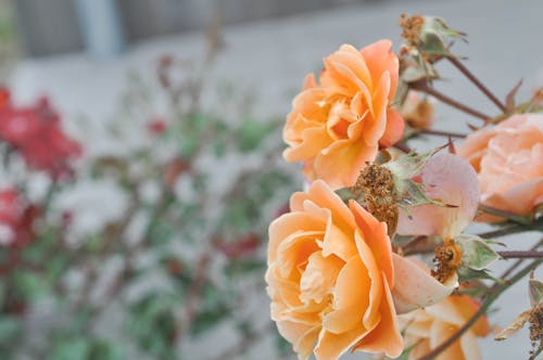 Free Close Up Photo of Garden Roses Stock Photo
