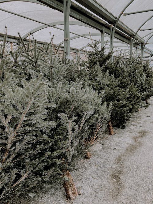 Free Lush pines placed in row in Christmas trees market Stock Photo