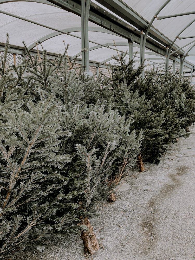 Lush Pines Placed In Row In Christmas Trees Market