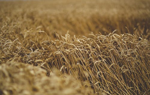 Бесплатное стоковое фото с зерно, злаки, поле