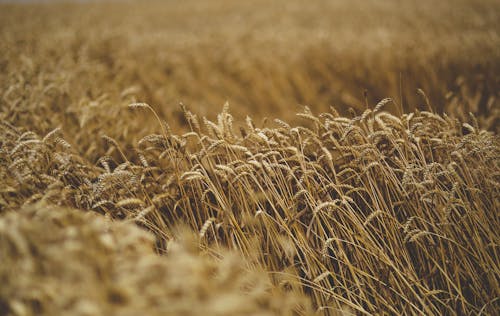 Ingyenes stockfotó gabona, gabonafélék, mező témában