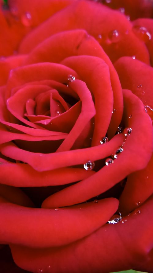 Free Stunning close-up of a red rose with delicate petals and water droplets enhancing its beauty. Stock Photo