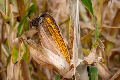 Close-up of Ripe Corn Cob