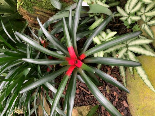 Free stock photo of plant, wild plant Stock Photo